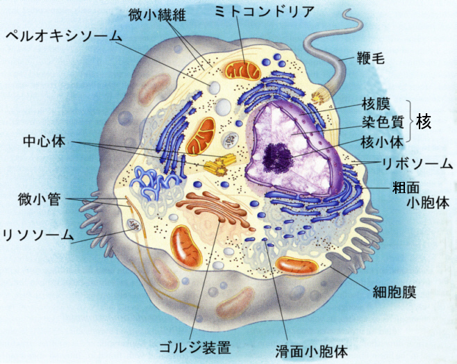 Structure of cells