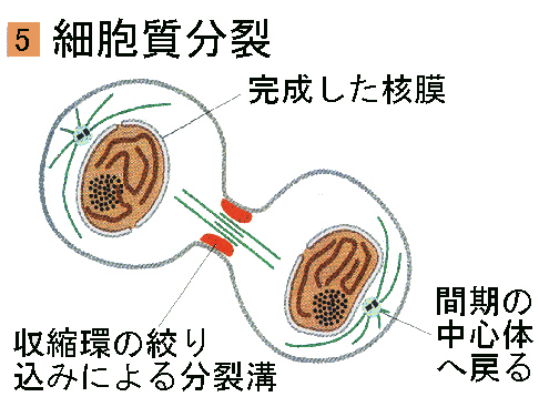 cytokin.jpg (115915 oCg)