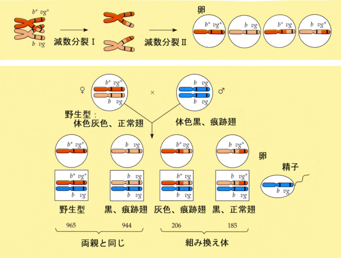 わかり 法則 やすく の メンデル