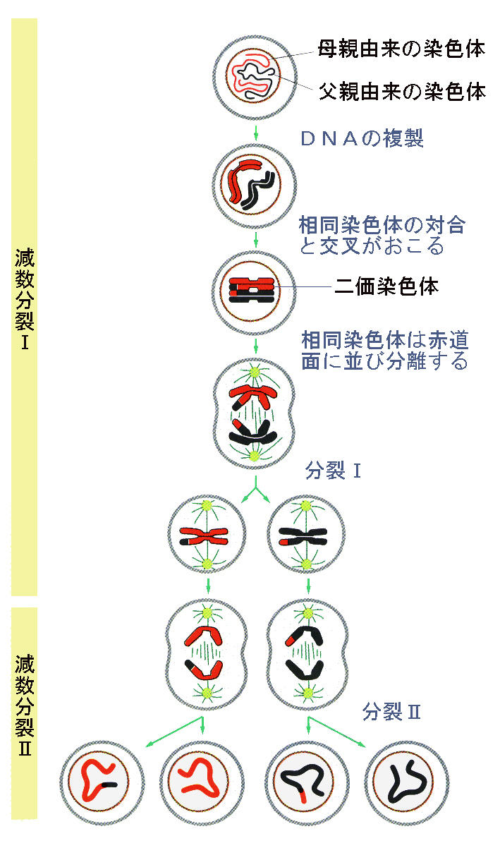 細胞分裂と細胞周期