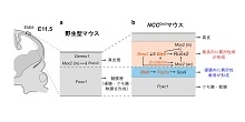 「頭蓋冠の発生メカニズムの理解につながる新知見」【井関祥子教授、武智正樹講師】