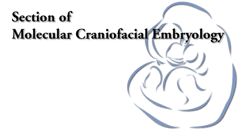 Molecular Craniofacial Embryology