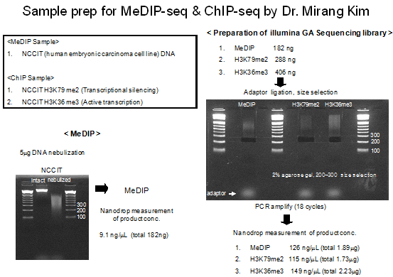 Fig : Sample prep for MeDIP-seq by Dr. Mirang Kim