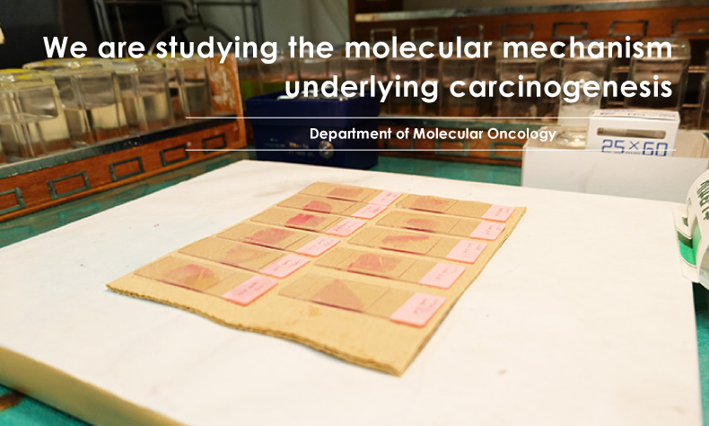 Department of Molecular Oncology