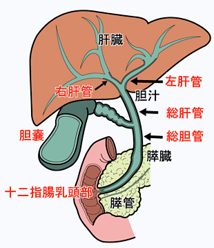 胆道の名称と疾患の部位