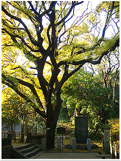 日本最初の楷の樹