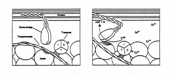 book nuclear magnetic resonance volume