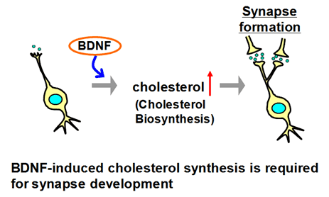 Cholesterol+metabolism