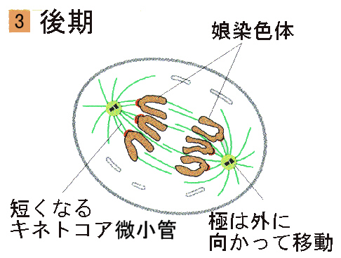 細胞分裂と細胞周期