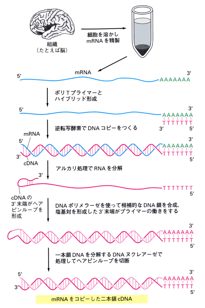 Genetic engineering