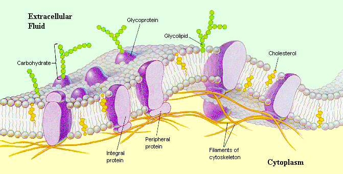 Cell Membrane