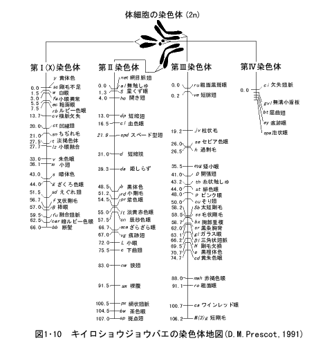 遺伝の法則