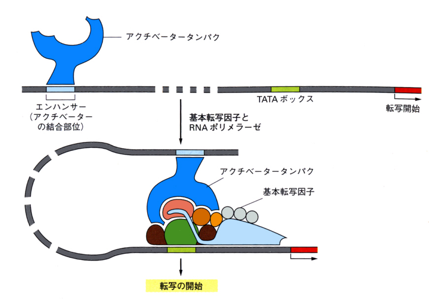 Genetic Engineering