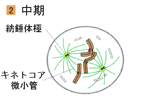 細胞分裂と細胞周期