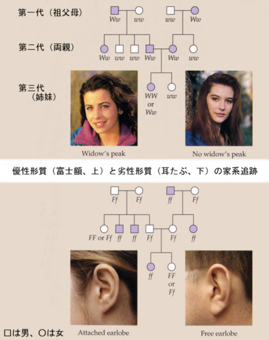 違い 優性 遺伝 遺伝 劣性 優性遺伝と劣性遺伝の違いがイマイチ理解出来ません。伴性という言葉