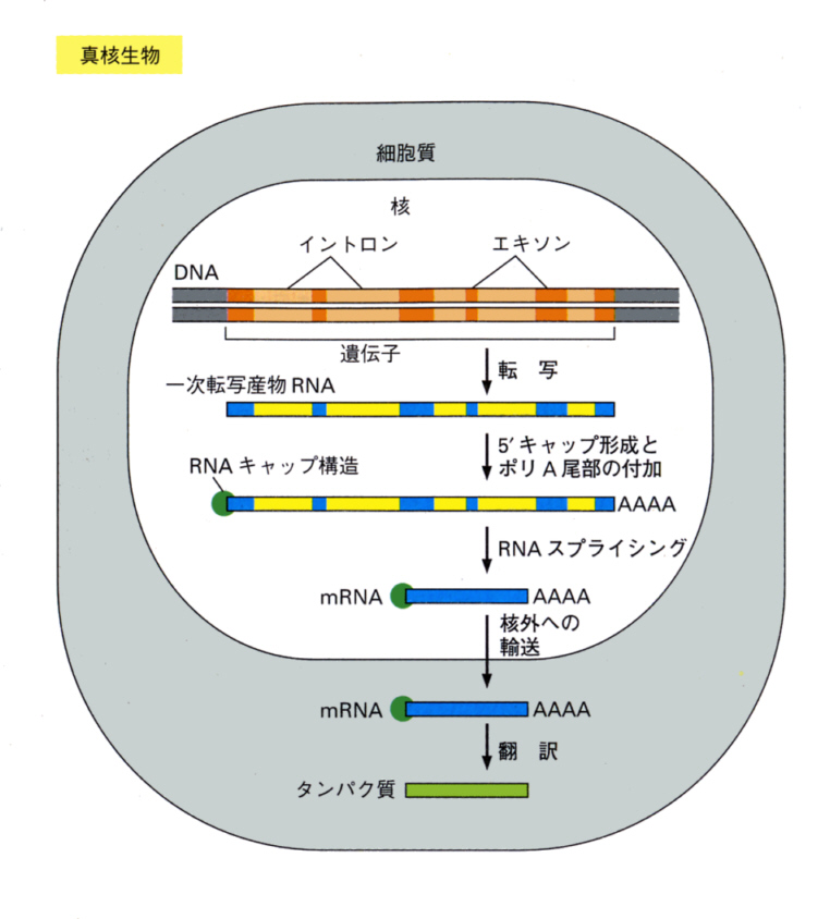 Genetic Engineering