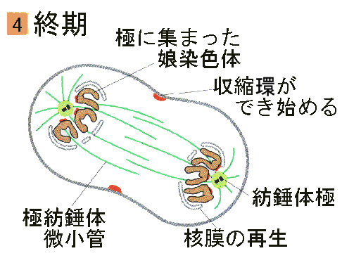 telophase.jpg (104148 oCg)