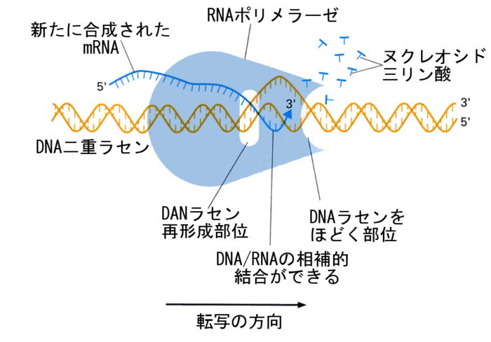 Genetic Engineering