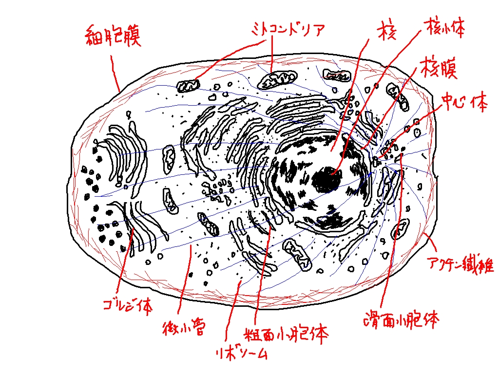 小 器官 細胞 【高校生物の物語】細胞内小器官：細胞の中には何があるのか