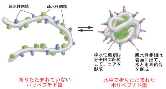 疎水 性 相互 作用