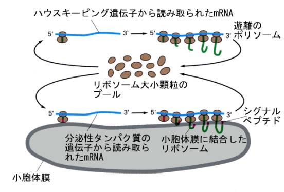 ※専用※RNA 4点