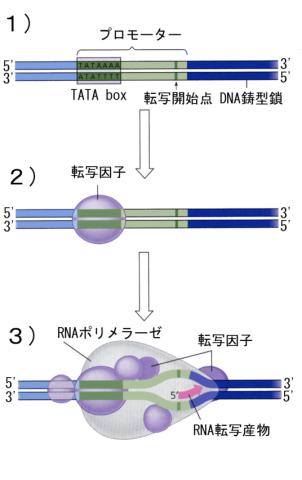 ※専用※RNA 4点