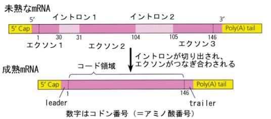 アミノ酸 コドン