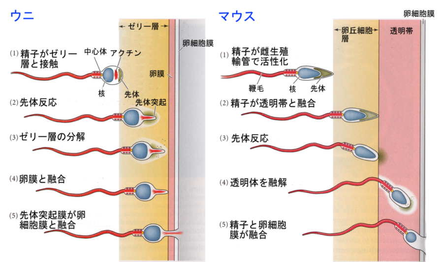 精子 ゼリー 状