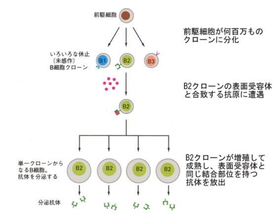 自然リンパ球は間質細胞および免疫細胞のシグナルを統合することにより辺縁帯b細胞からの抗体の産生を増強する ライフサイエンス 新着論文レビュー