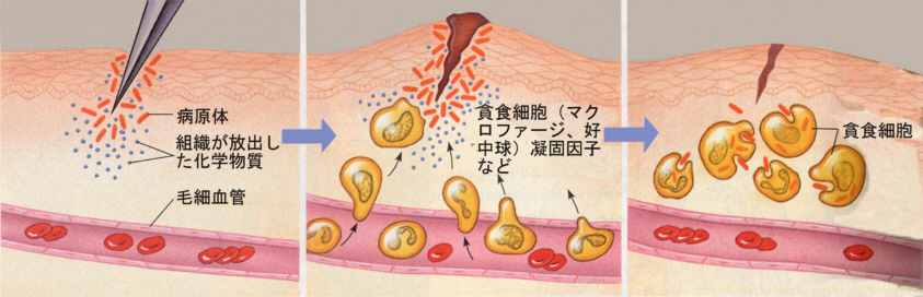 Immunology