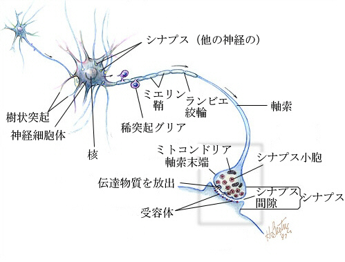 脳フリーズの症状
