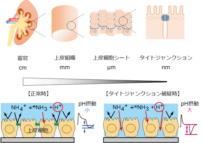 tight_junction