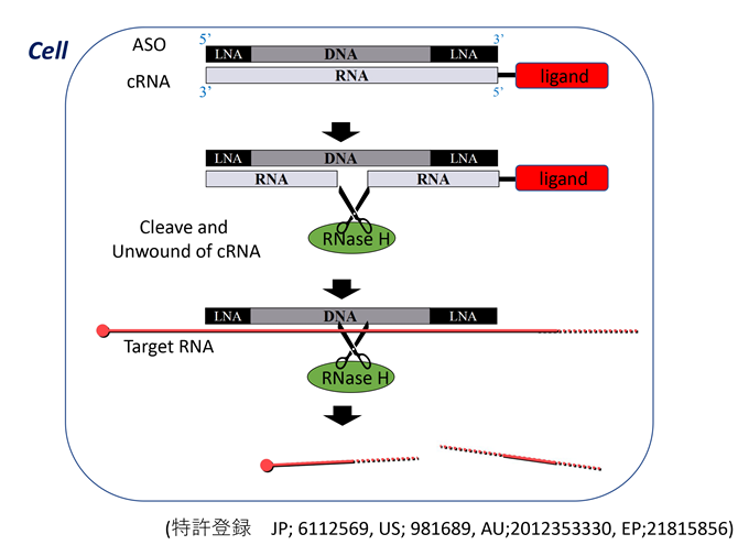 図1 DNA/RNAヘテロ核酸の基本作用