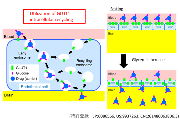 図2: GLUT1は空腹/飢餓時には血管側の細胞膜に移動し、血糖上昇後、脳側にトランスサイトーシスする。