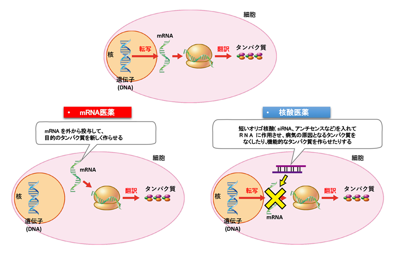 図3: ｍRNA医薬と核酸医薬の作用機序