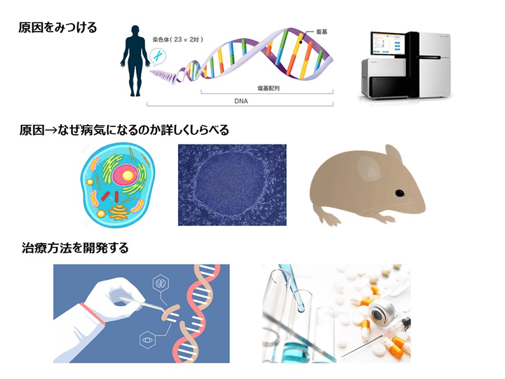 遺伝性免疫異常症の分類と責任遺伝子