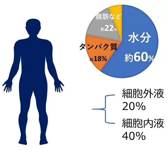 図１　体組成について