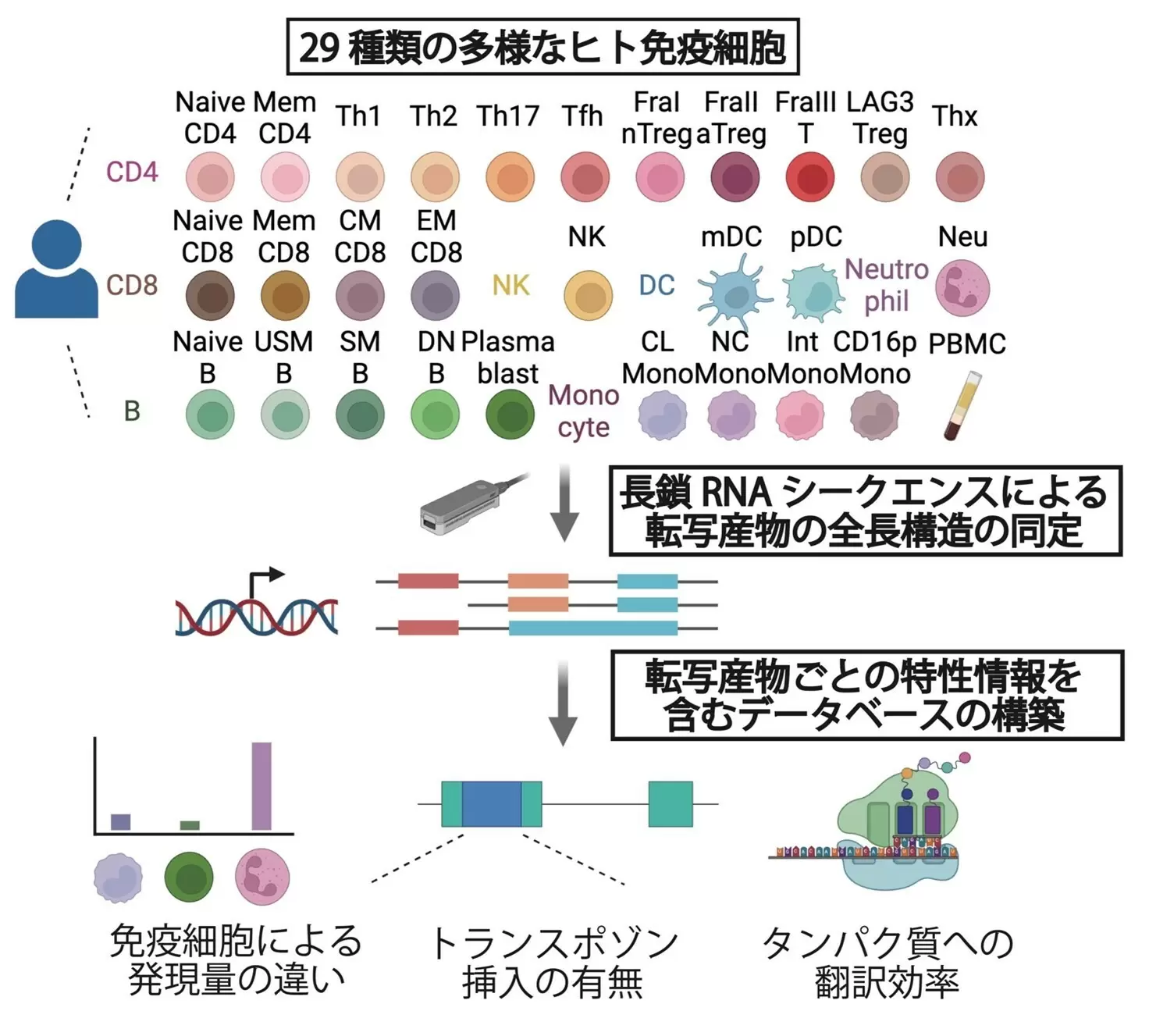 長鎖シーケンスによるヒト免疫細胞のRNAデータベースの構築~自己免疫疾患やアルツハイマー病などの免疫関連疾患の病態解明と新規治療法開発へ新たな可能性~ 長鎖シーケンスによるヒト免疫細胞のRNAデータベースの構築~自己免疫疾患やアルツハイマー病などの免疫関連疾患の病態解明と新規治療法開発へ新たな可能性~
