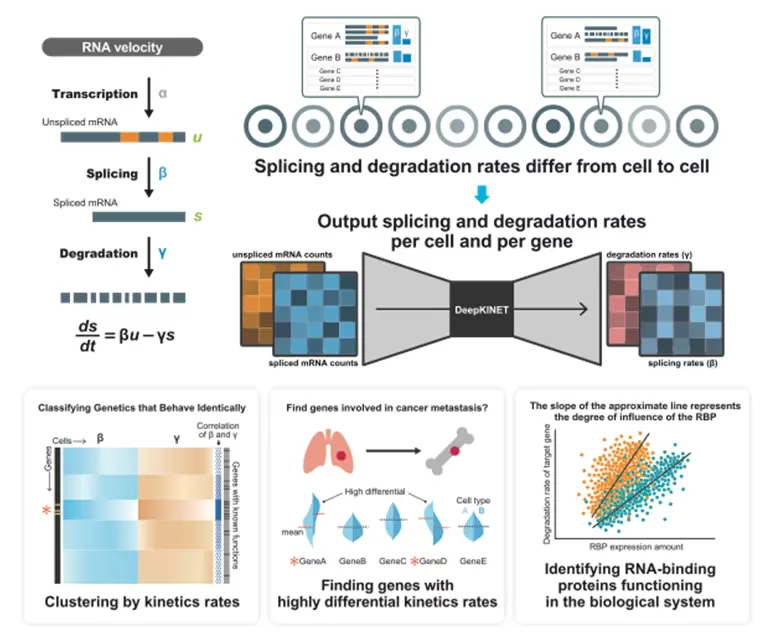 深層生成モデルを活用した一細胞レベルのmRNAスプライシングと分解の解析~遺伝子発現制御メカニズムの解明に向けた革新的ツールの開発~ 深層生成モデルを活用した一細胞レベルのmRNAスプライシングと分解の解析~遺伝子発現制御メカニズムの解明に向けた革新的ツールの開発~