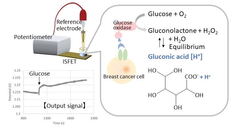 Photo-Enhanced Chemo-Transistor Platform for Ultrasensitive Assay