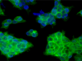 分子細胞生物学