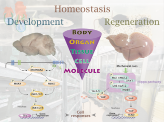 Development and Regenerative Biology