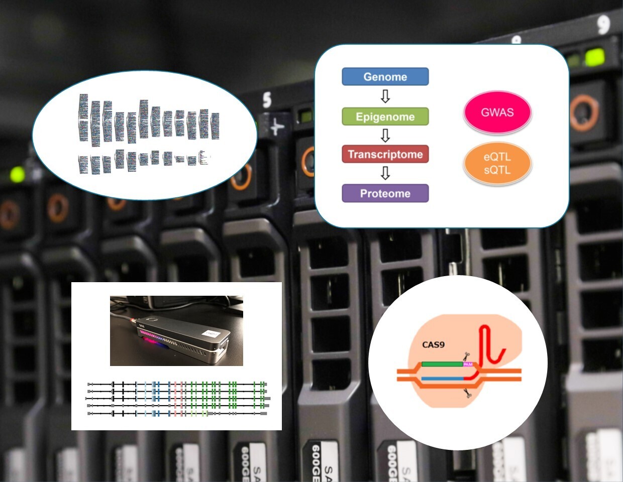 Genomic Function and Diversity