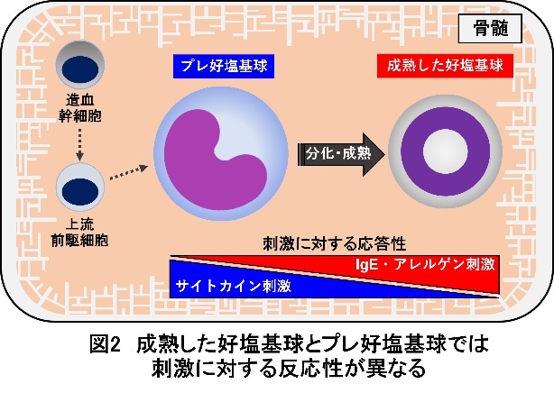 好塩基球症とは何ですか?