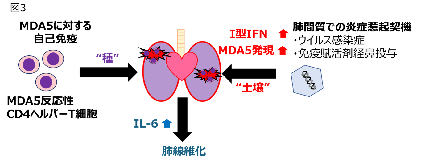 皮膚筋炎の診断