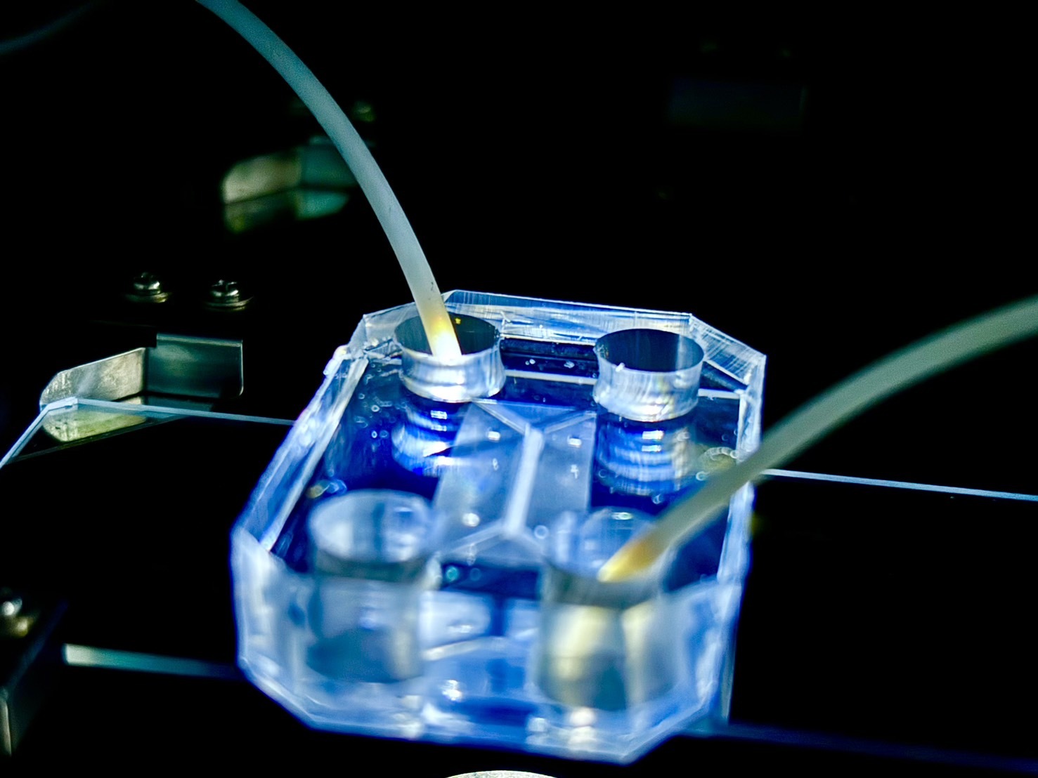 Synthetic Human Body System