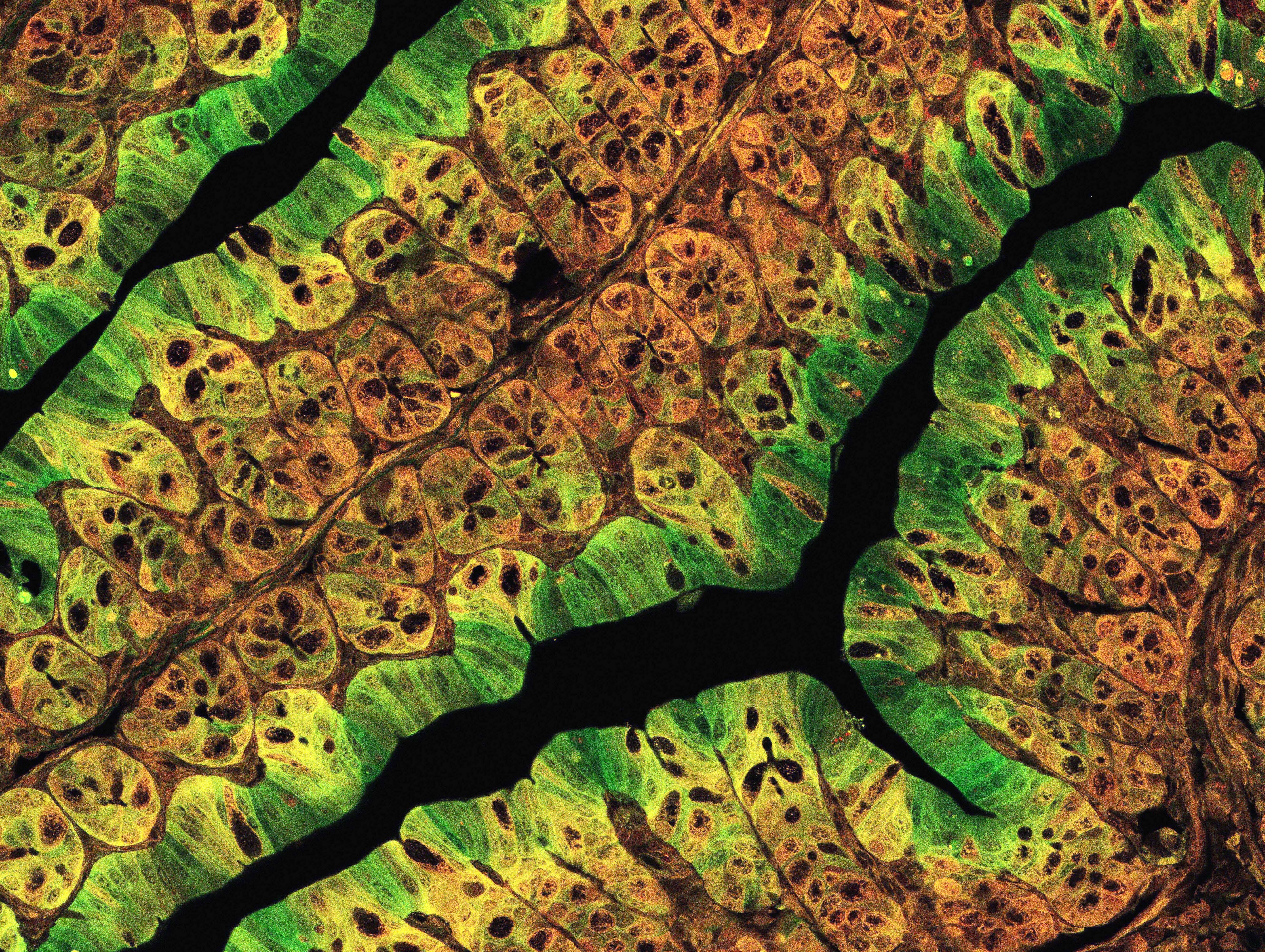 Cellular Dynamics