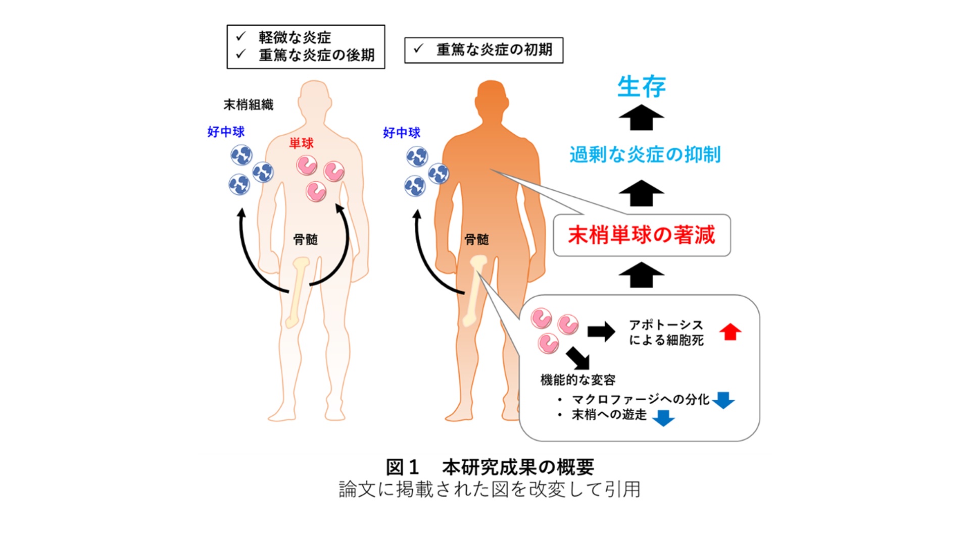 炎会① ブースターパック 第13弾 変革の疾風 ｜ Z/X - Zillions of enemy X