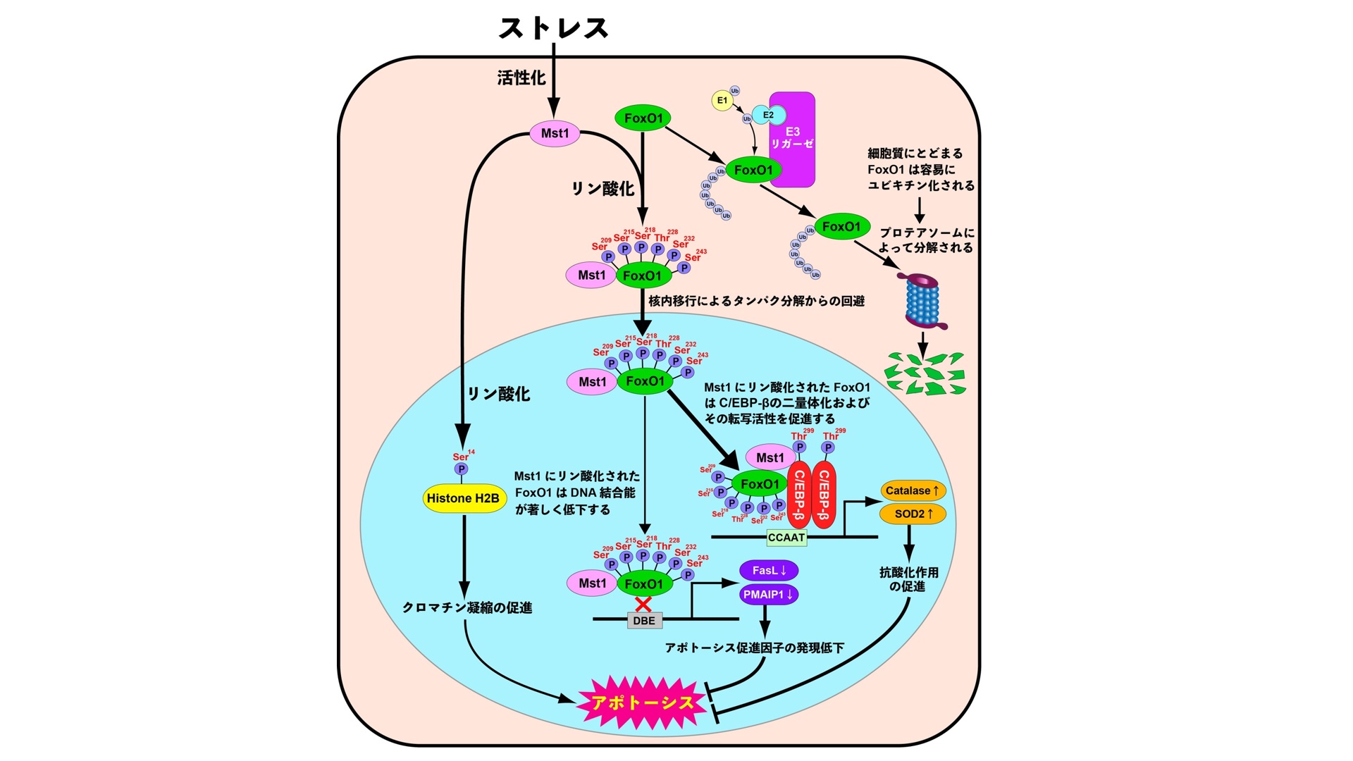 BAM8-22 and its receptor MRGPRX1 may attribute to