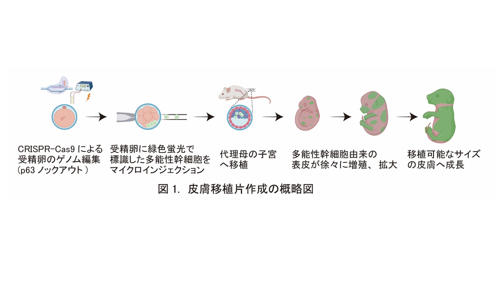 真皮と皮膚付属器を有する機能的な皮膚再生 」【中内啓光 特別栄誉教授